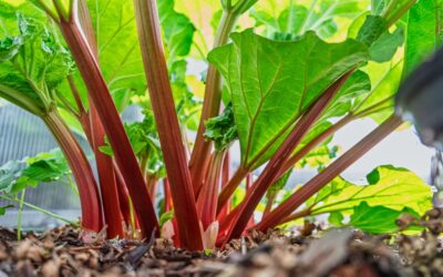 Rhubarb